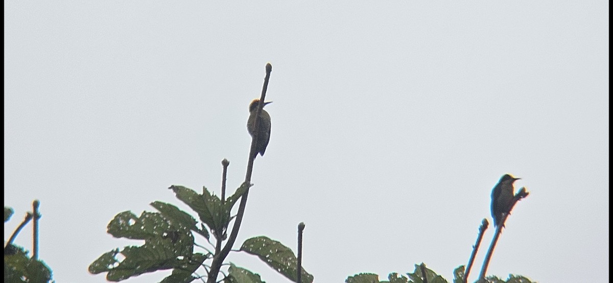 Golden-naped Woodpecker - ML645497274