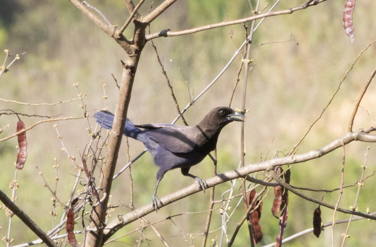 Purplish Jay - ML645497275