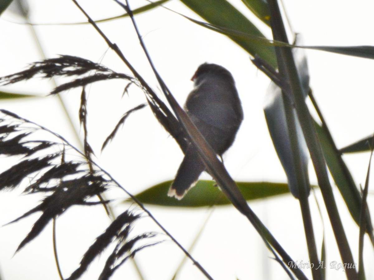 Common Waxbill - ML645497276