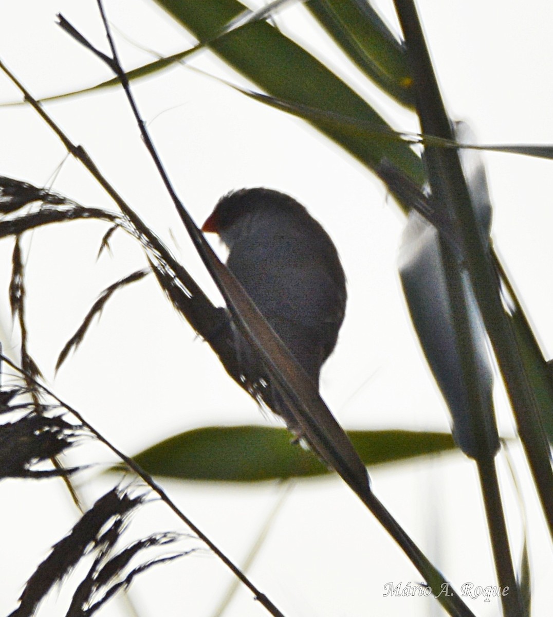 Common Waxbill - ML645497277