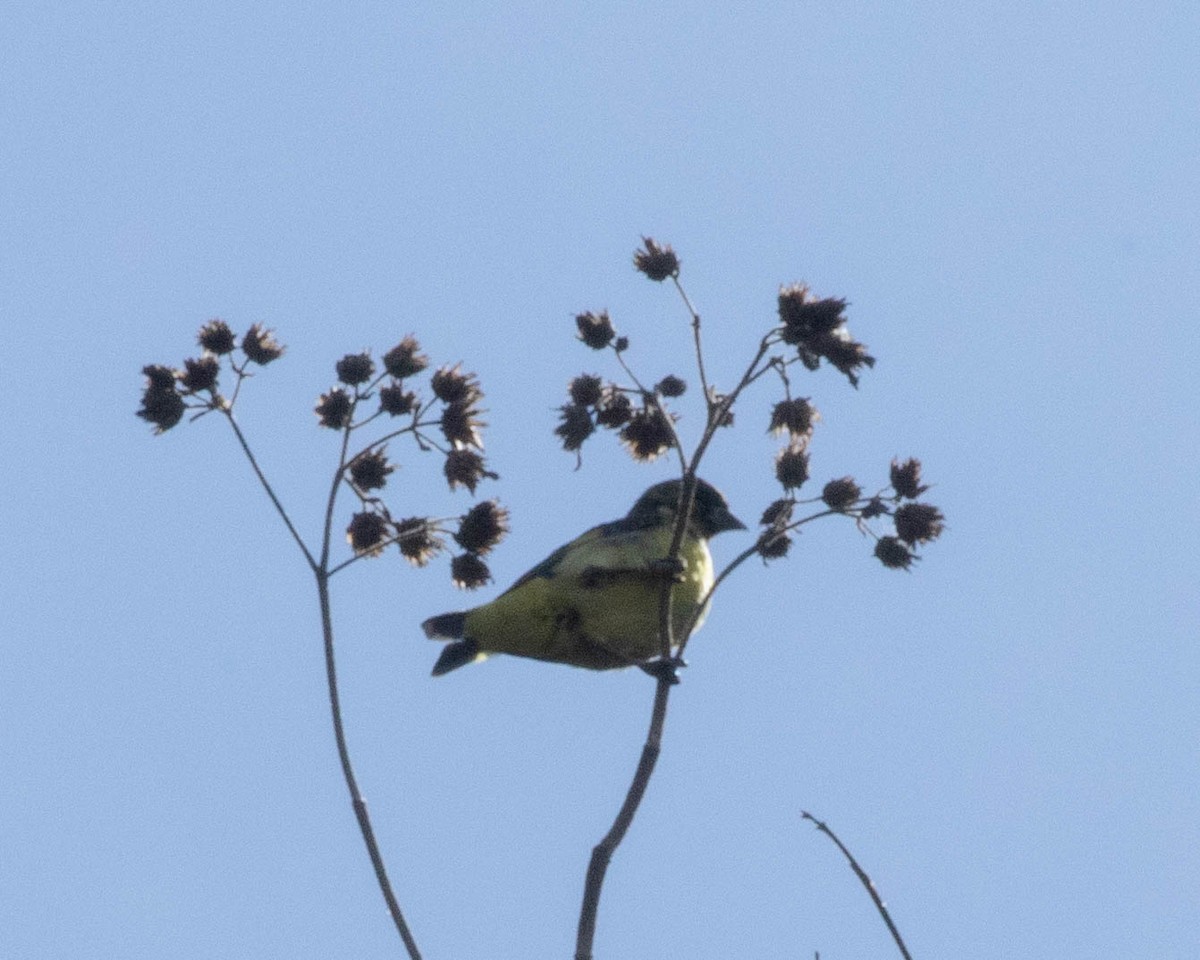 Olivaceous Siskin - ML645497283