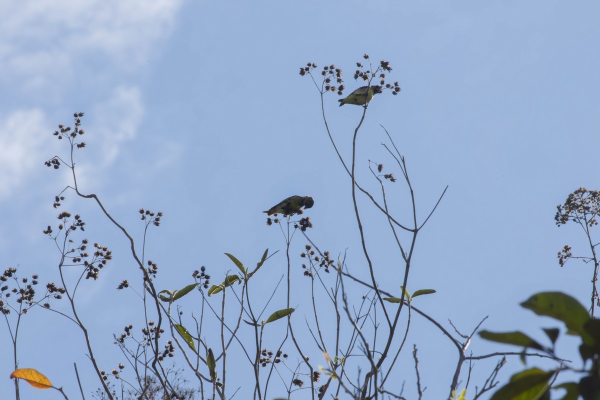 Olivaceous Siskin - ML645497284