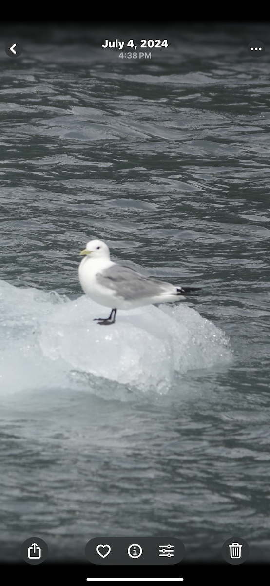 krykkje - ML645497302