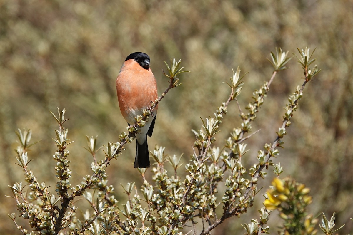 Eurasian Bullfinch - ML645497306