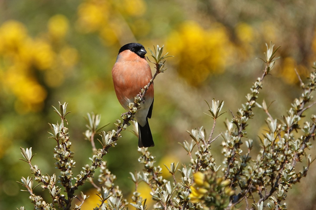 Eurasian Bullfinch - ML645497307