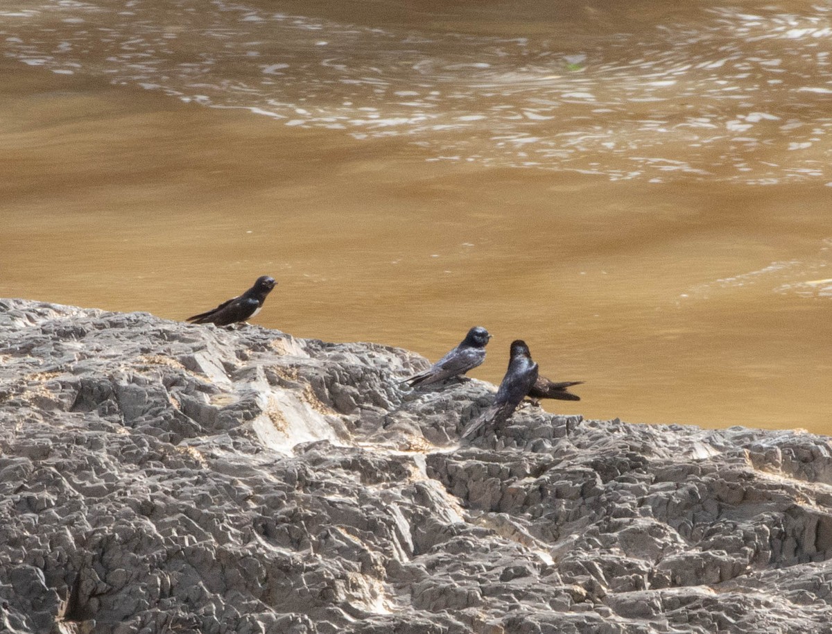 Weißbandschwalbe - ML645497310