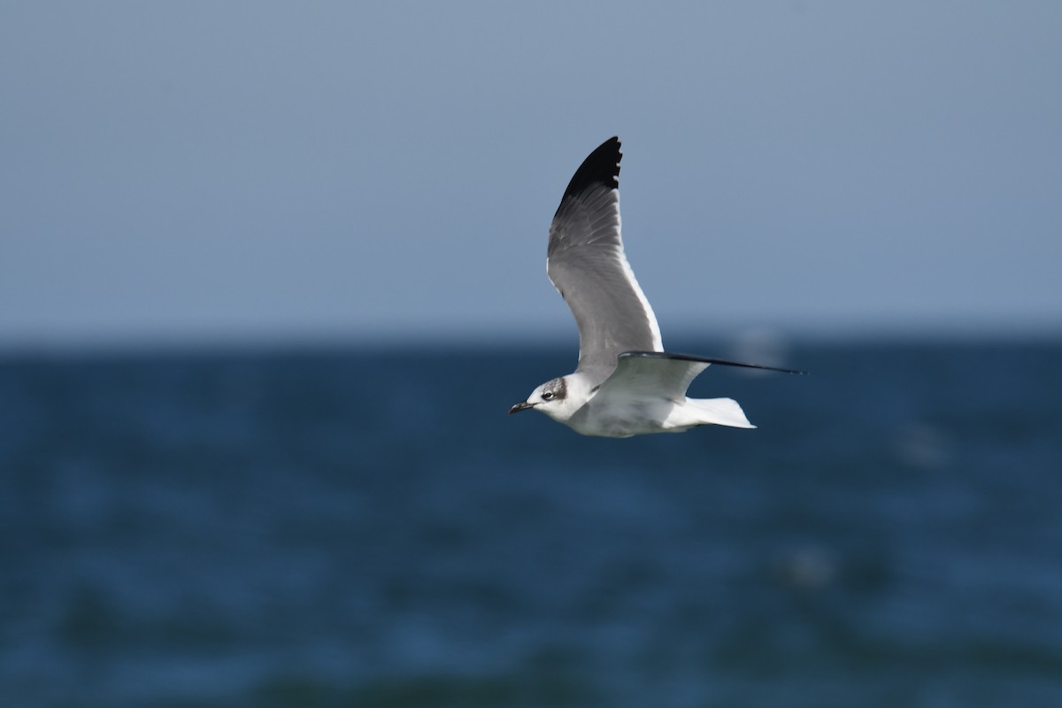 Gabbiano sghignazzante - ML645497311