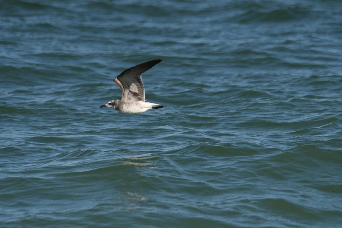 Gabbiano sghignazzante - ML645497320