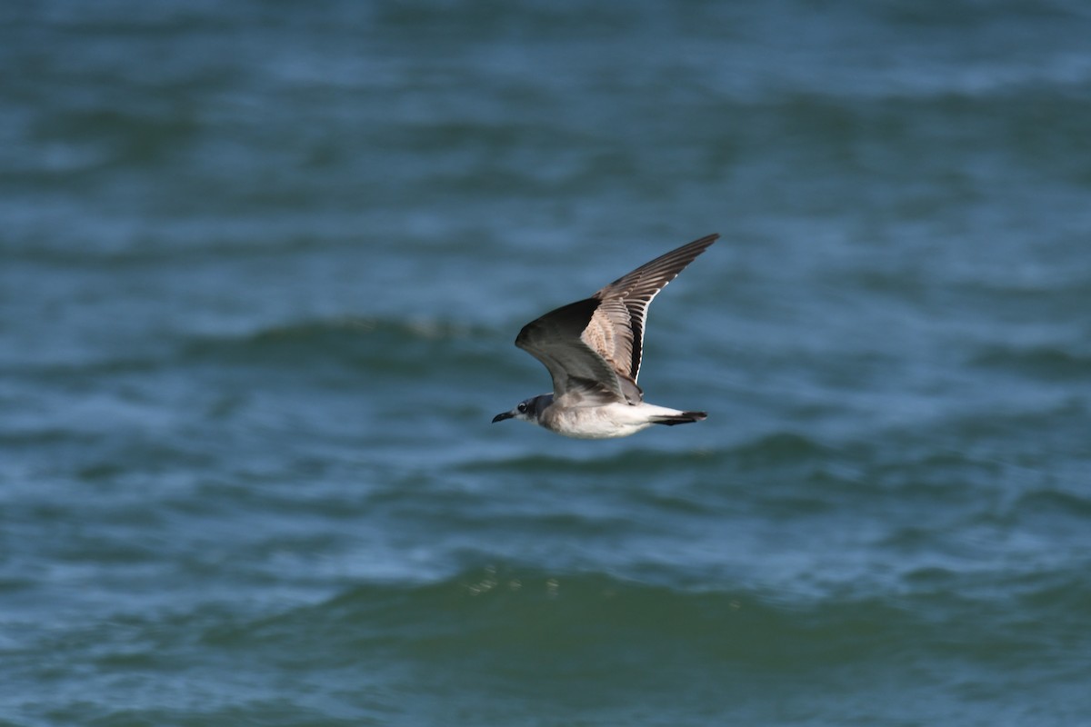 Gabbiano sghignazzante - ML645497321