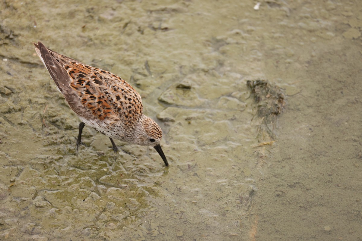 Calidris sp. - ML645497335