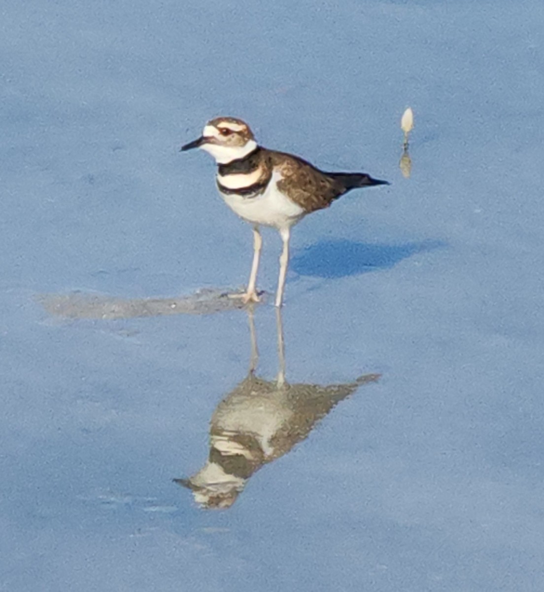Killdeer - ML645497347