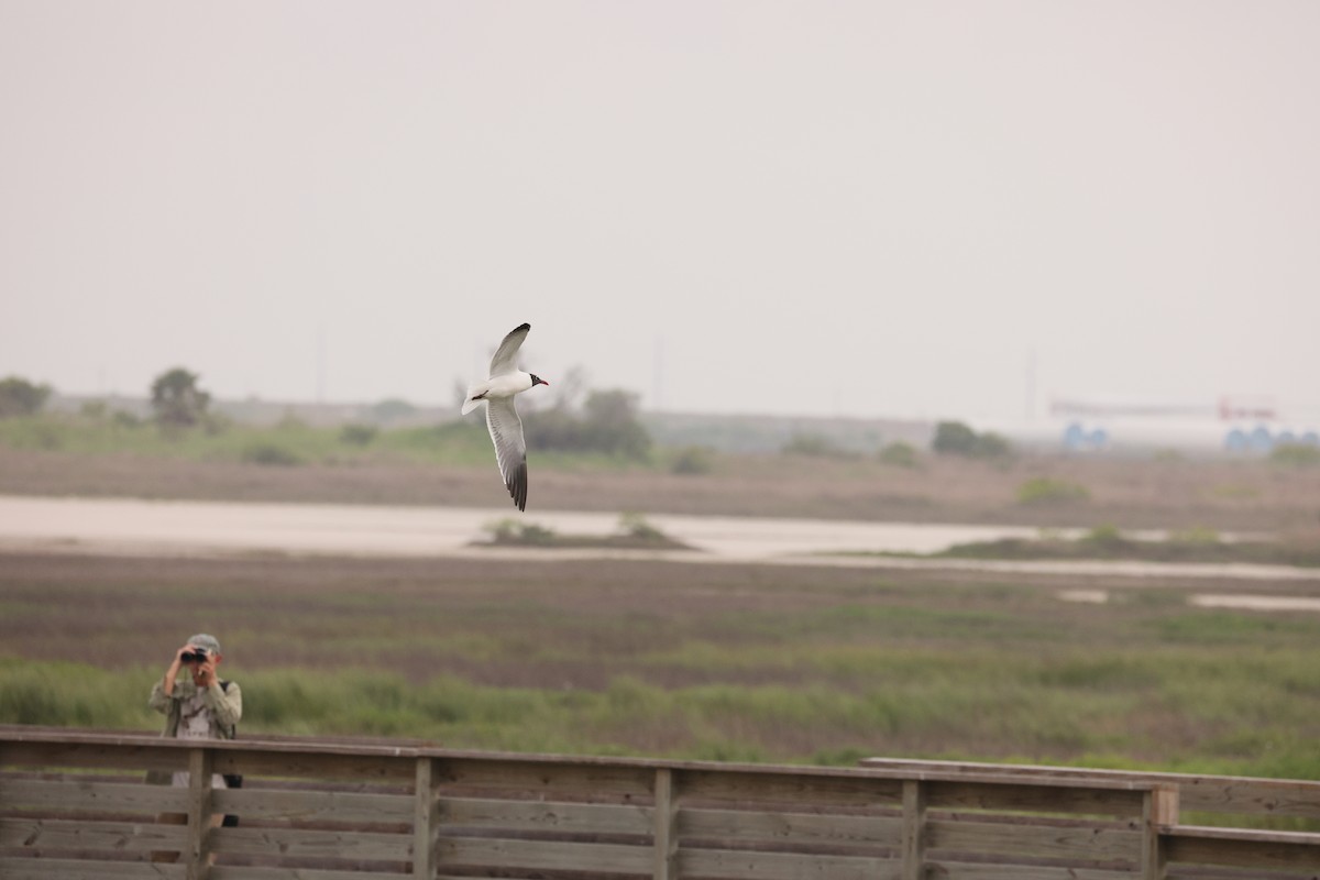 Gabbiano sghignazzante - ML645497357