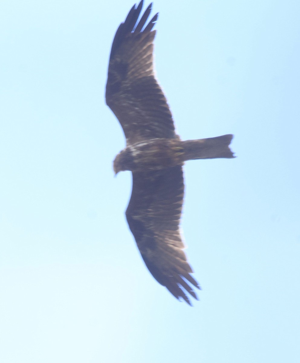 Black Kite - ML645497361