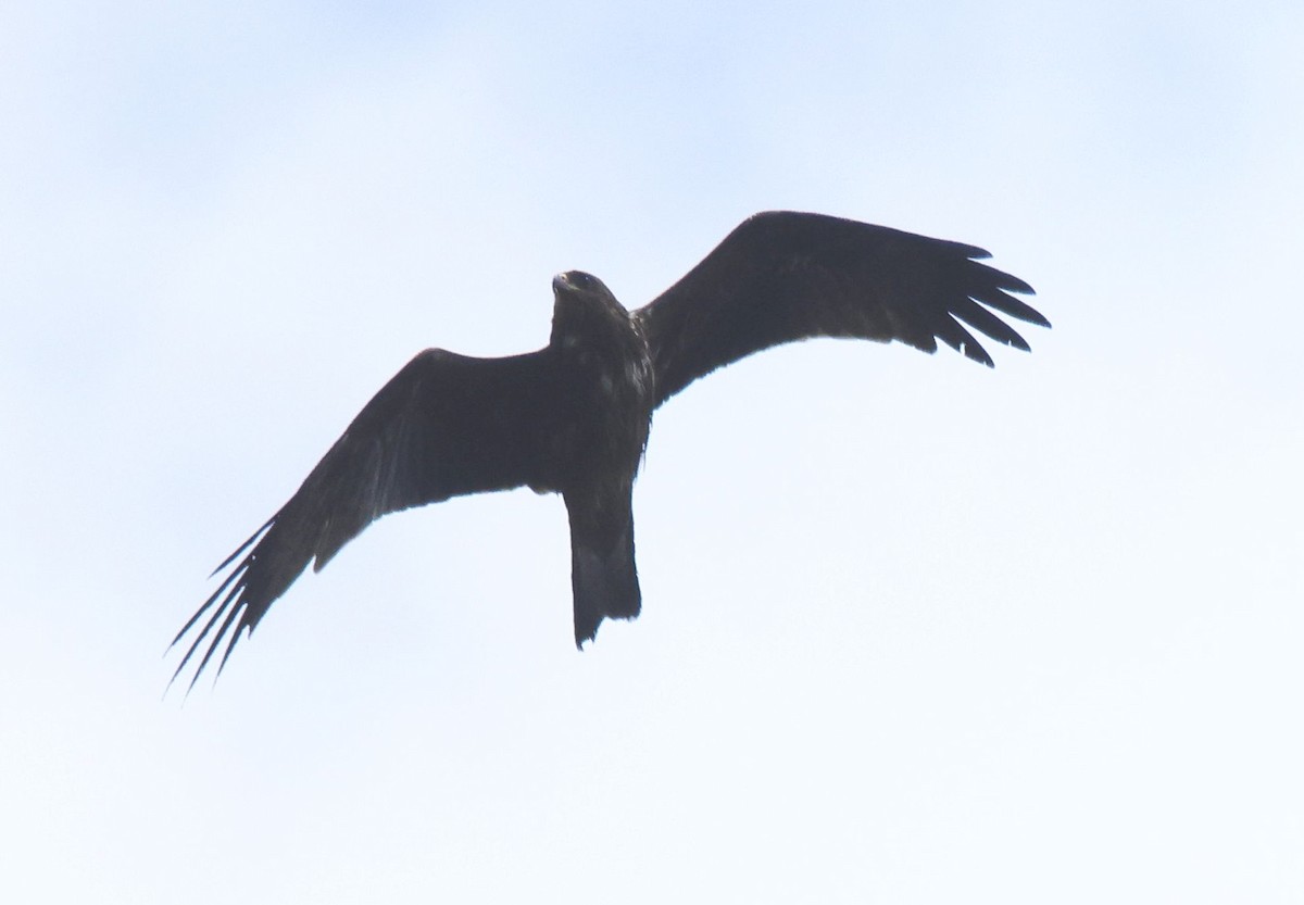 Black Kite - ML645497362