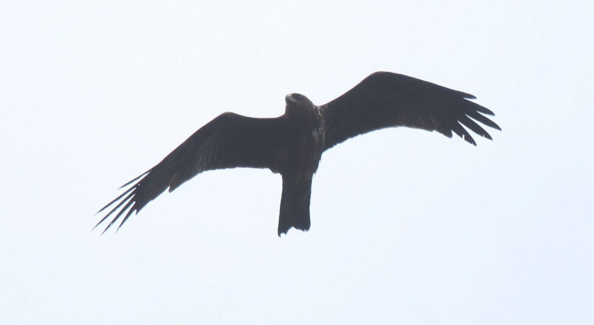Black Kite - ML645497363