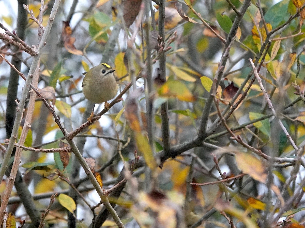 Goldcrest - ML645497368