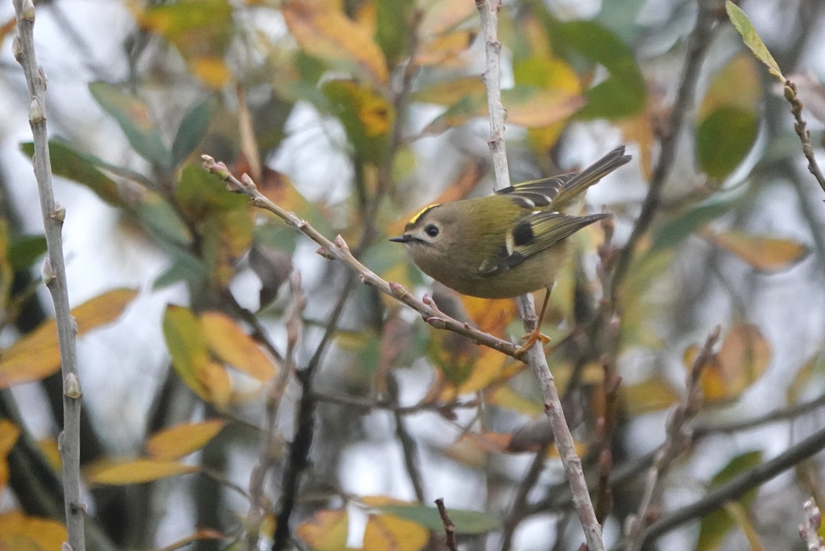 Goldcrest - ML645497369
