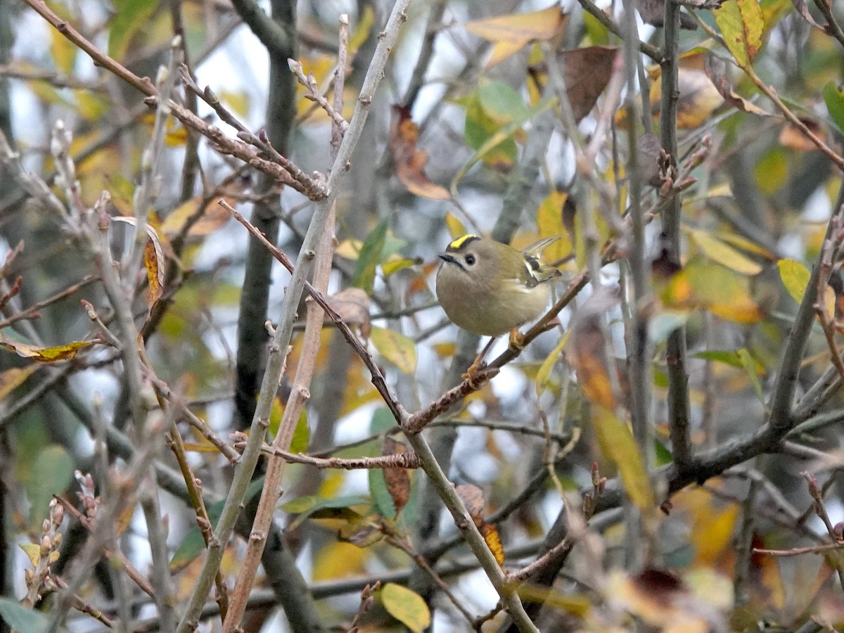 Goldcrest - ML645497370