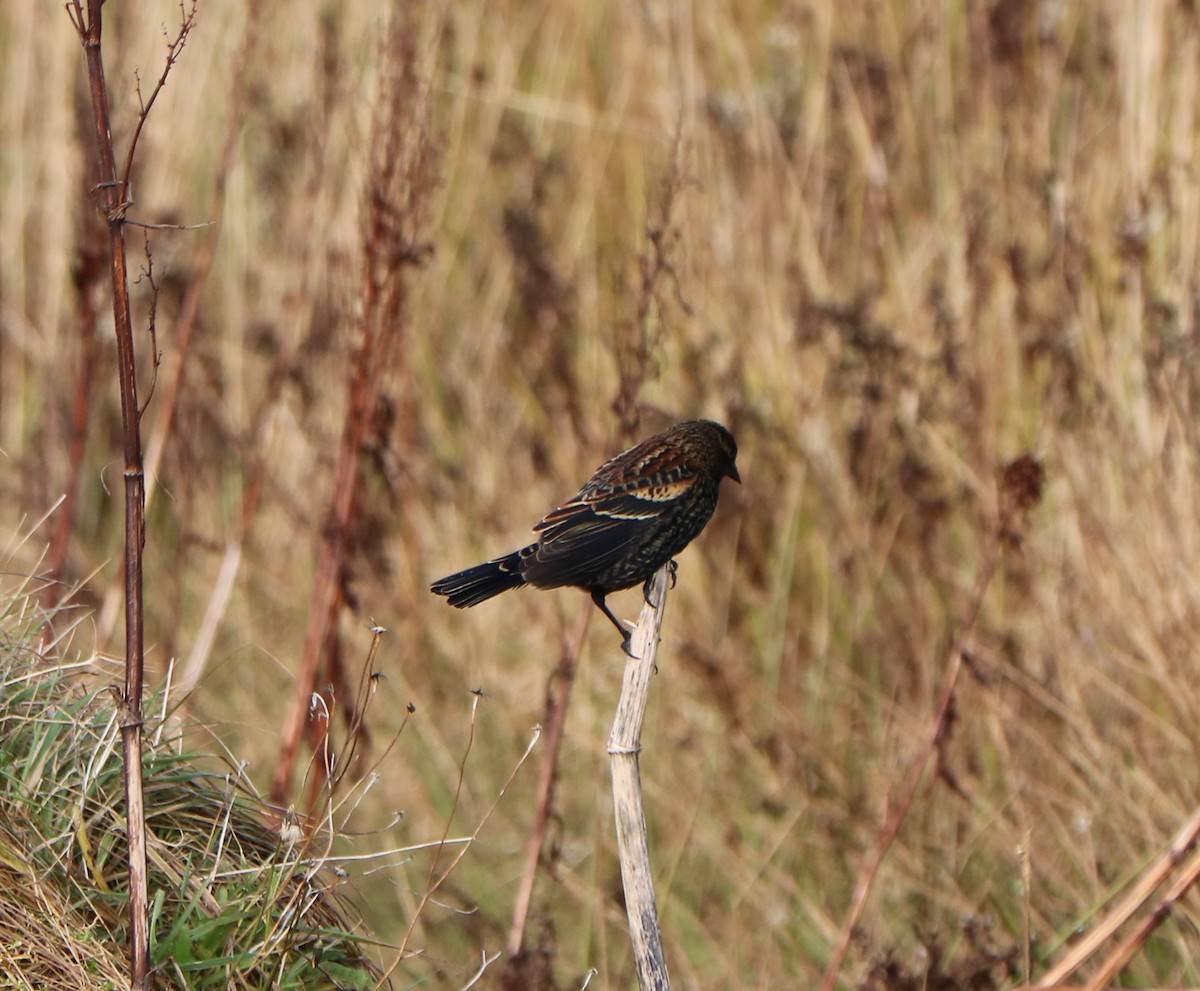 Red-winged Blackbird - ML645497375