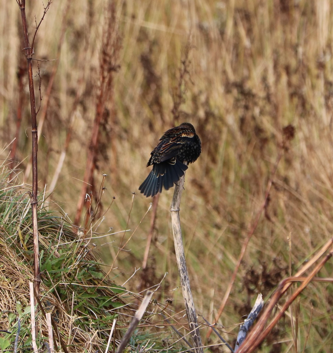 Red-winged Blackbird - ML645497376