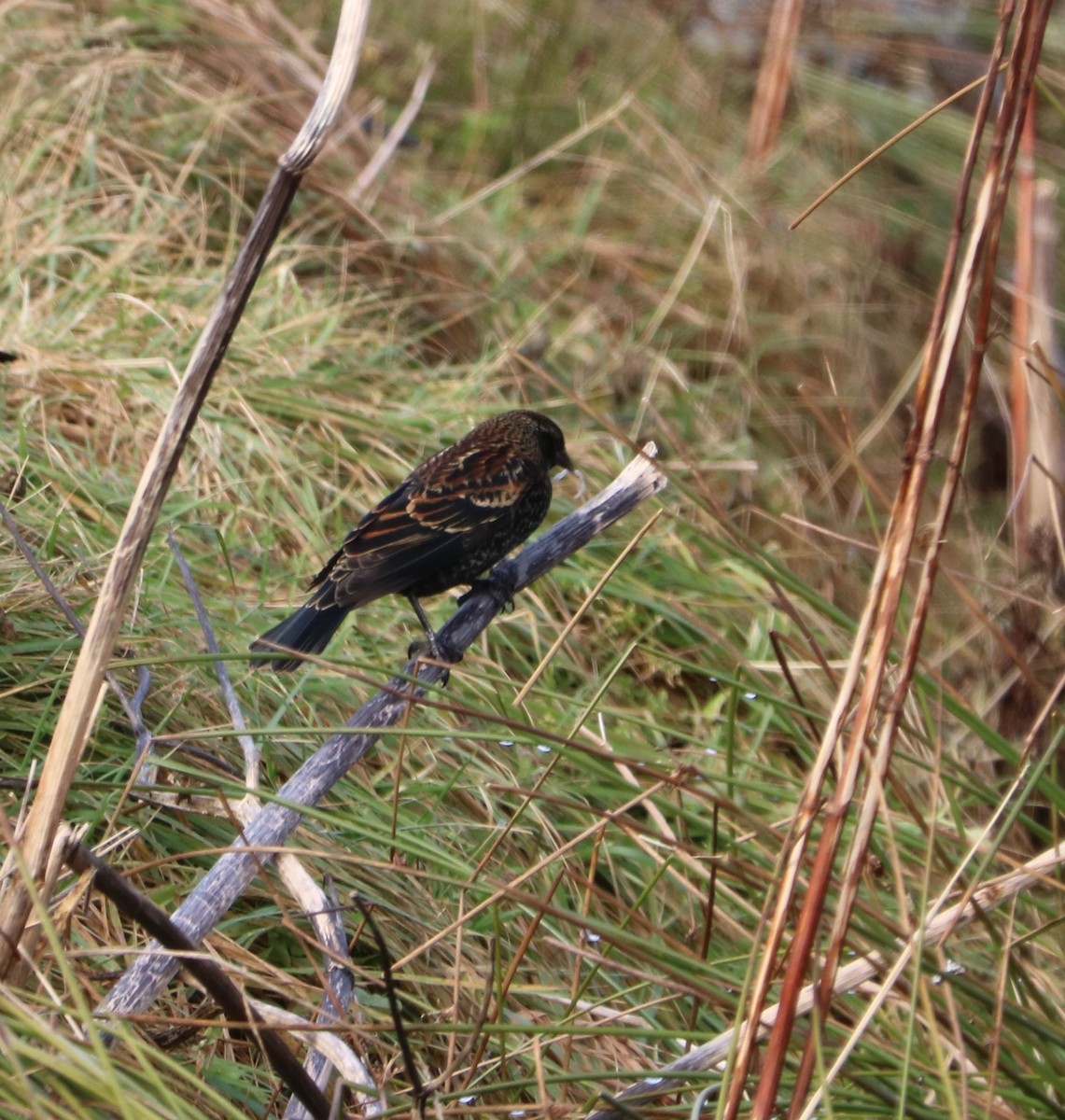 Red-winged Blackbird - ML645497377