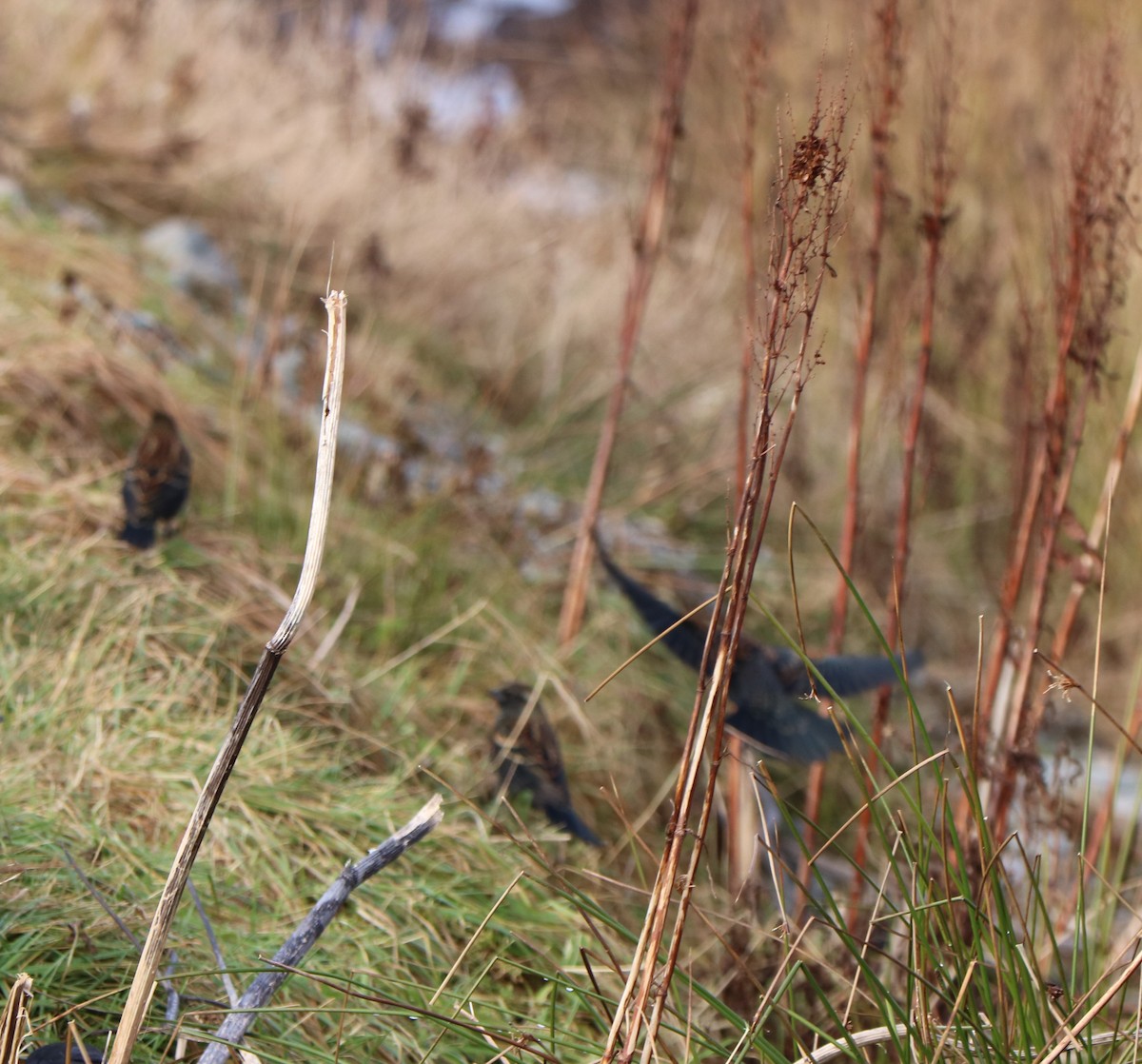 Red-winged Blackbird - ML645497378