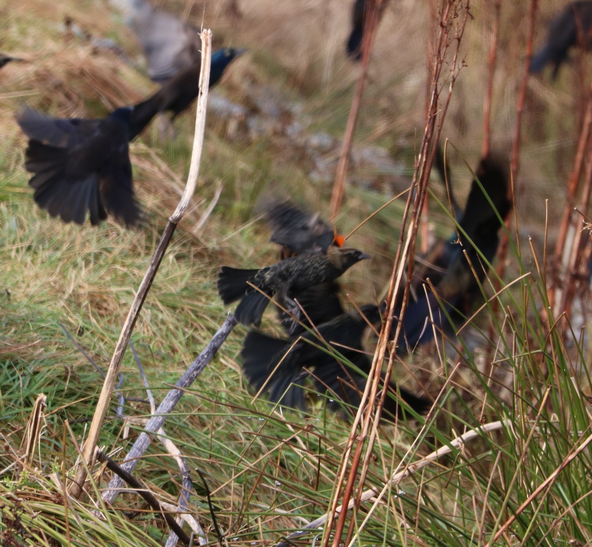 Red-winged Blackbird - ML645497379