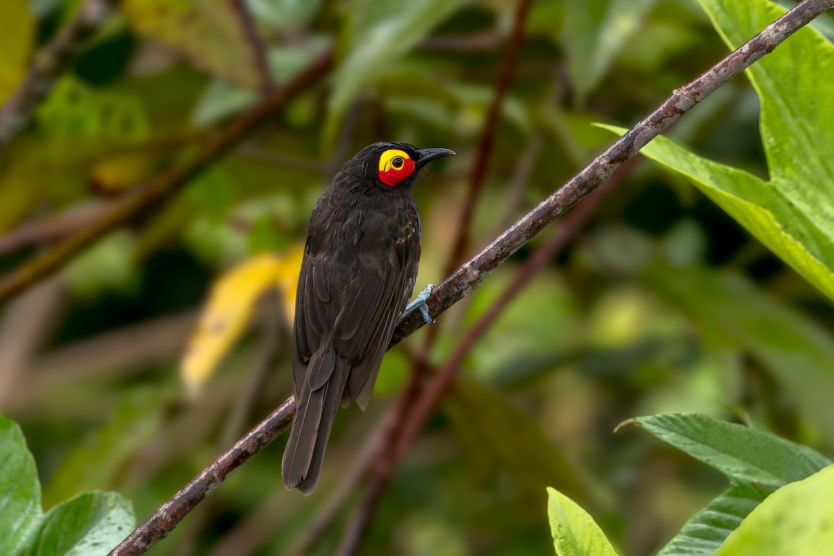 Arfak Honeyeater - ML645497380