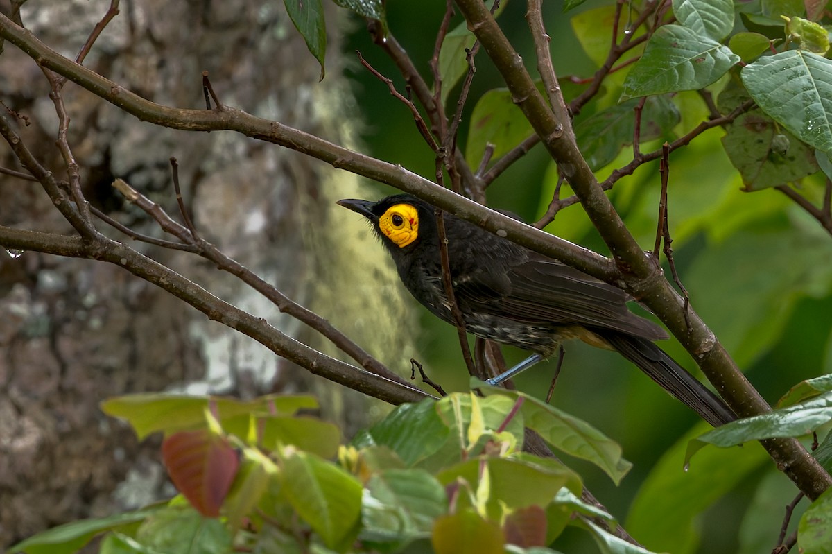 Arfak Honeyeater - ML645497381