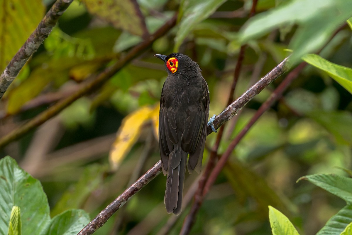 Arfak Honeyeater - ML645497382