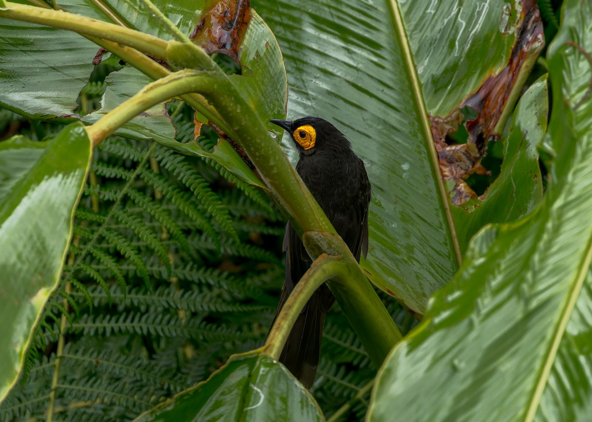 Arfak Honeyeater - ML645497383