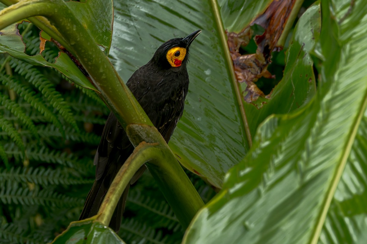 Arfak Honeyeater - ML645497384