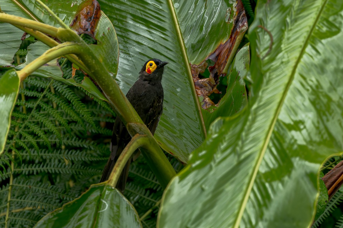 Arfak Honeyeater - ML645497385