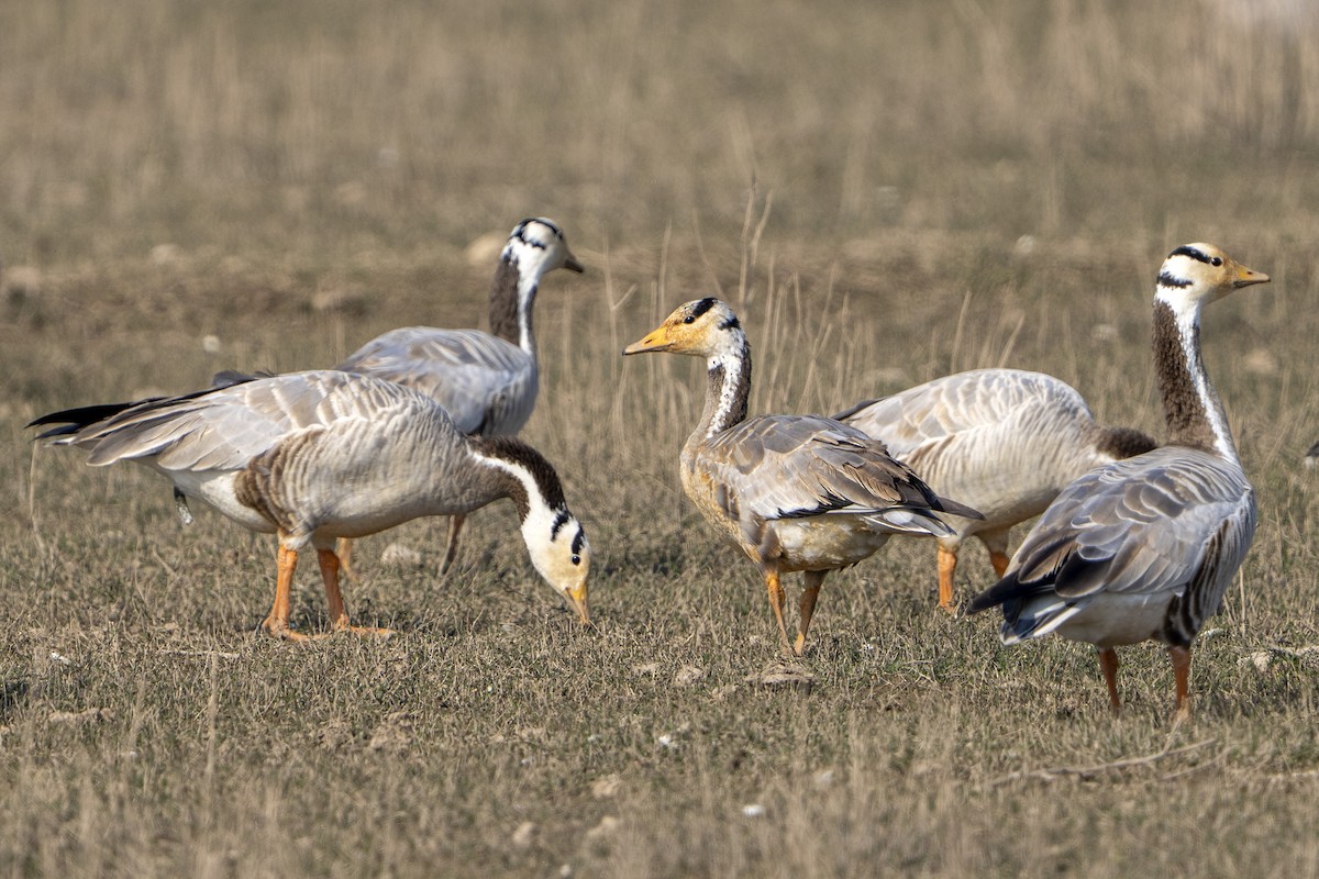 Oie à tête barrée - ML645497389