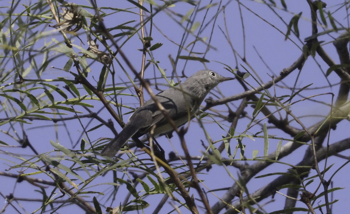 Blue-gray Gnatcatcher (Eastern) - ML645497391