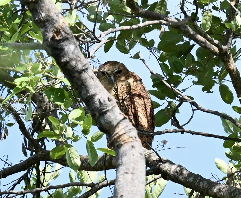 Pel's Fishing-Owl - ML645497393