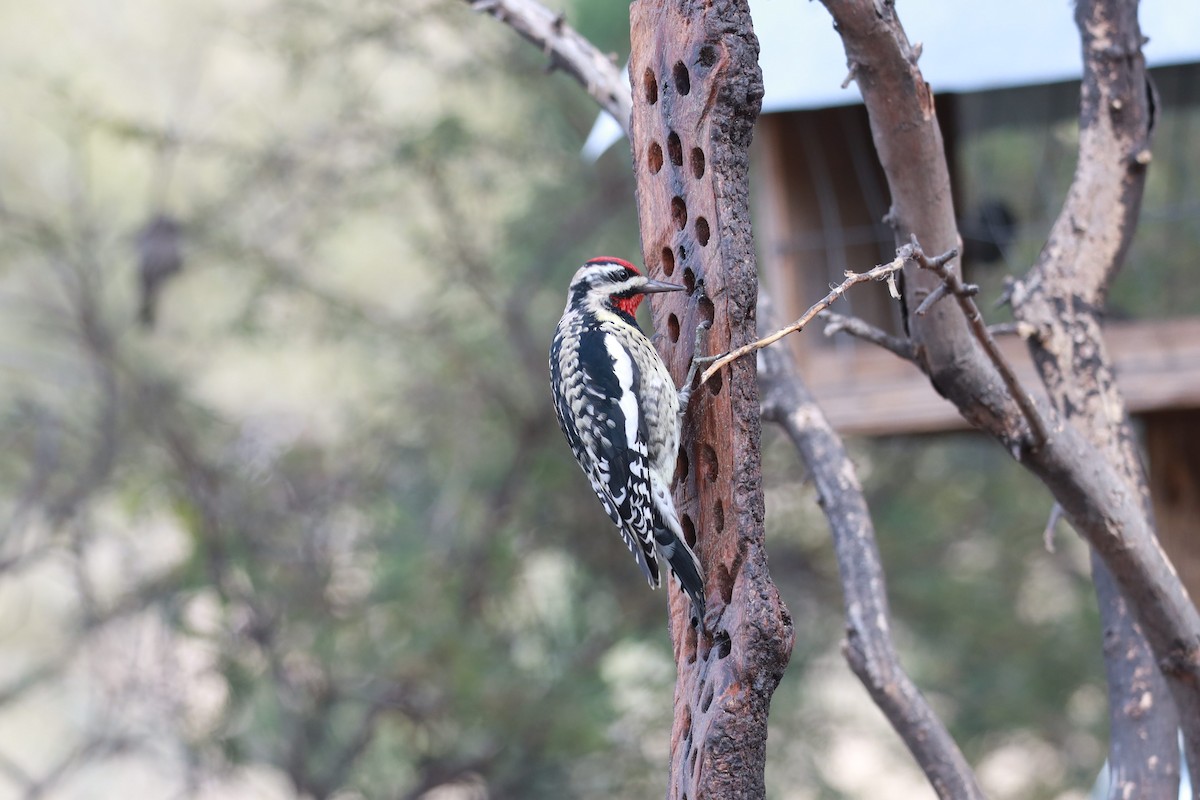 Yellow-bellied Sapsucker - ML645497394