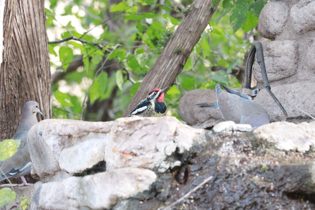Yellow-bellied Sapsucker - ML645497395