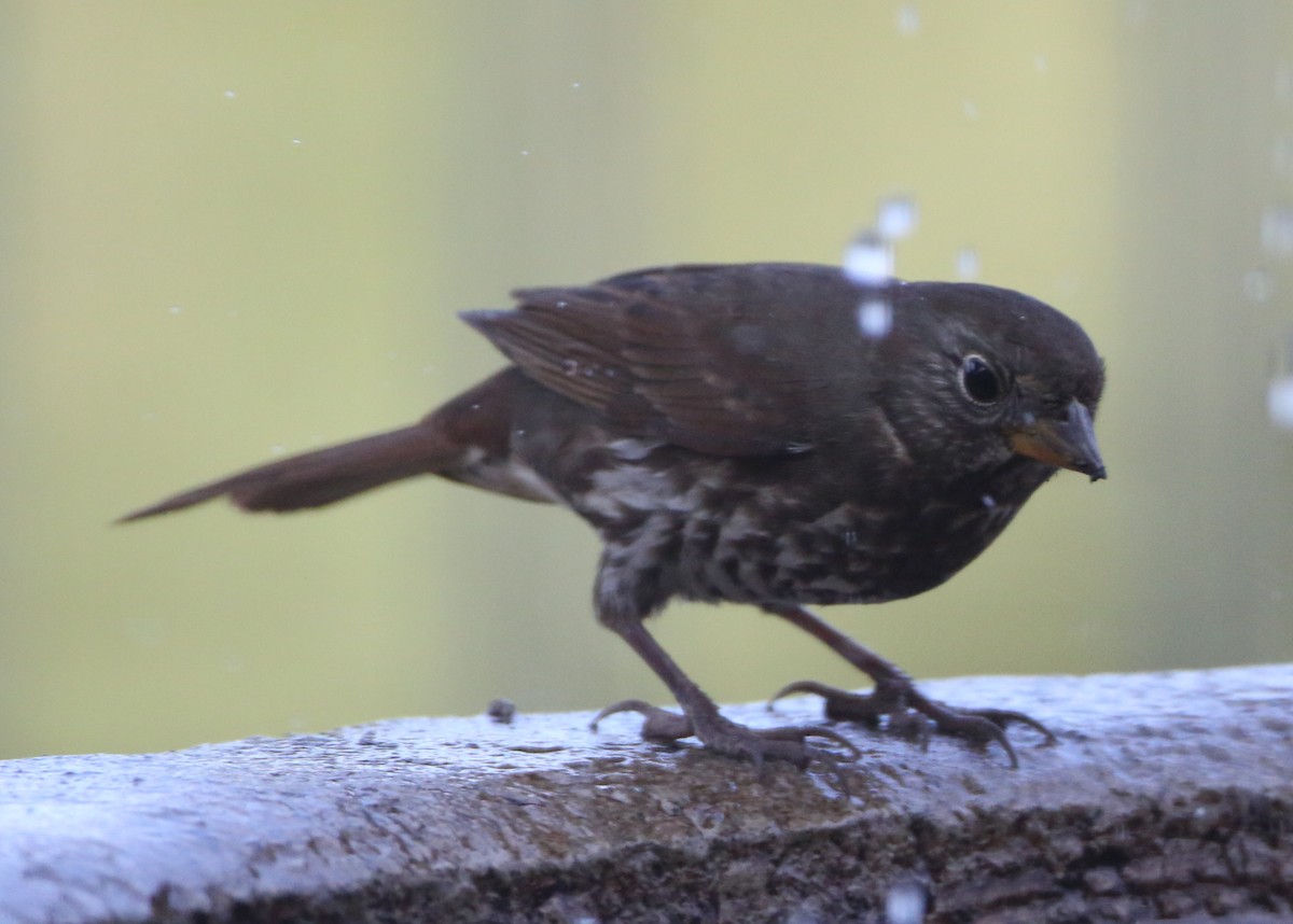 Fox Sparrow - ML645497396