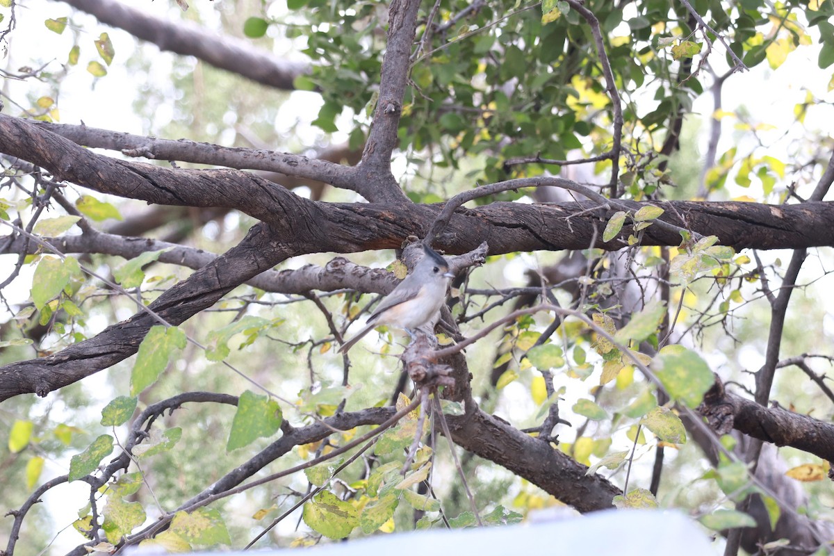 Black-crested Titmouse - ML645497401