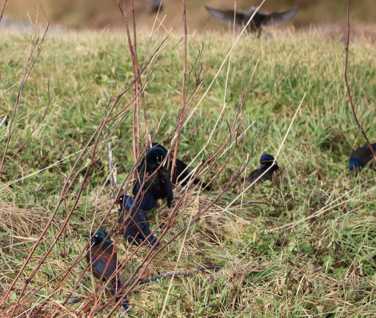 Common Grackle - ML645497404