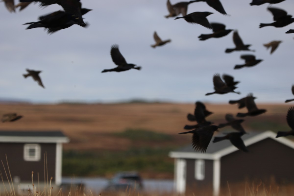 Common Grackle - ML645497405