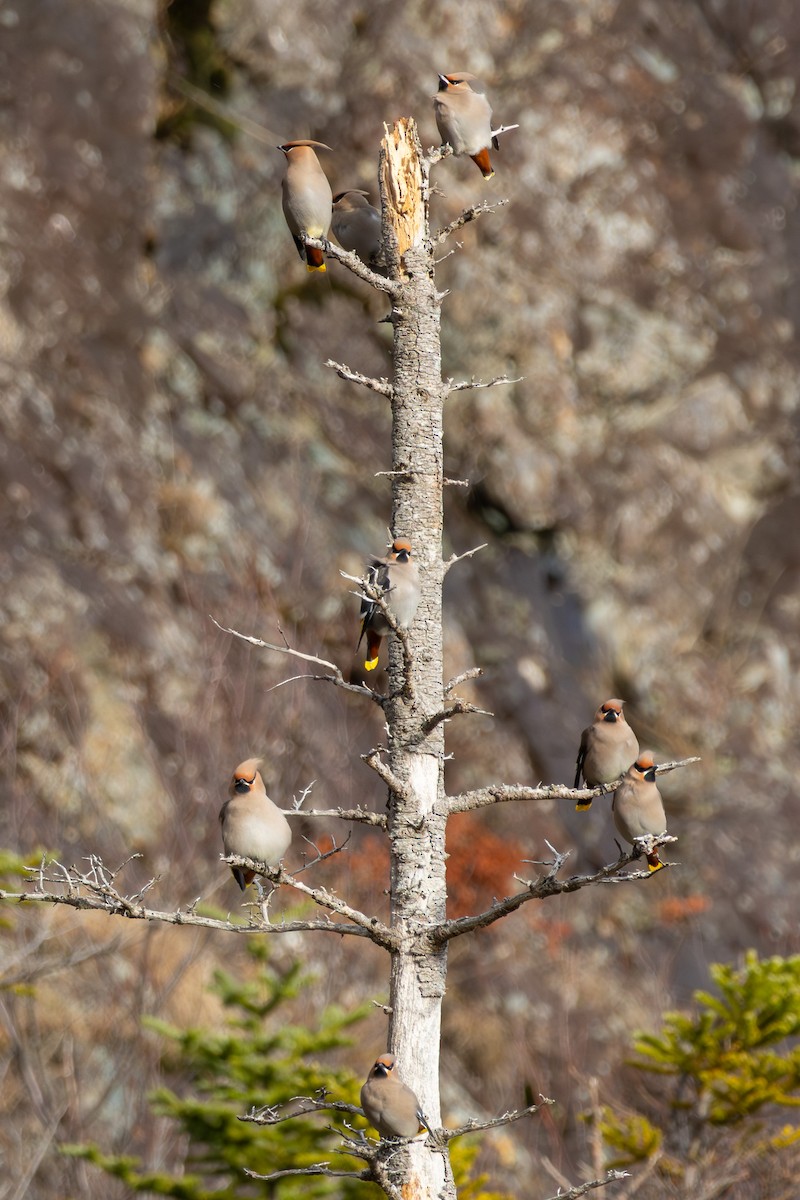 Bohemian Waxwing - ML645497407