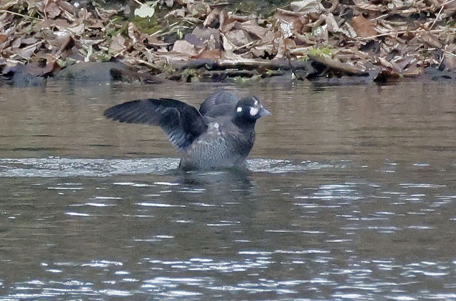 Harlequin Duck - ML645497409