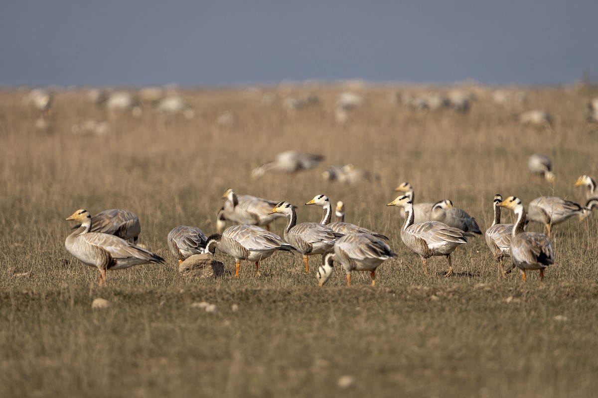 Oie à tête barrée - ML645497410