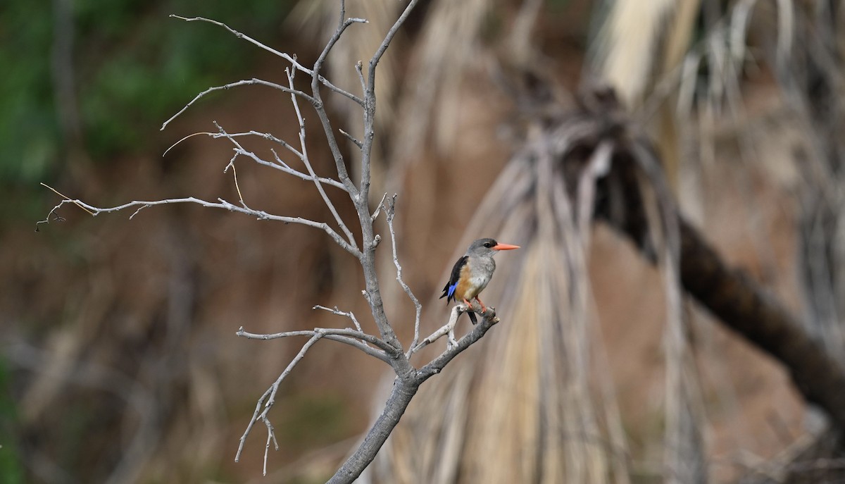 Martin-chasseur à tête grise - ML645497412
