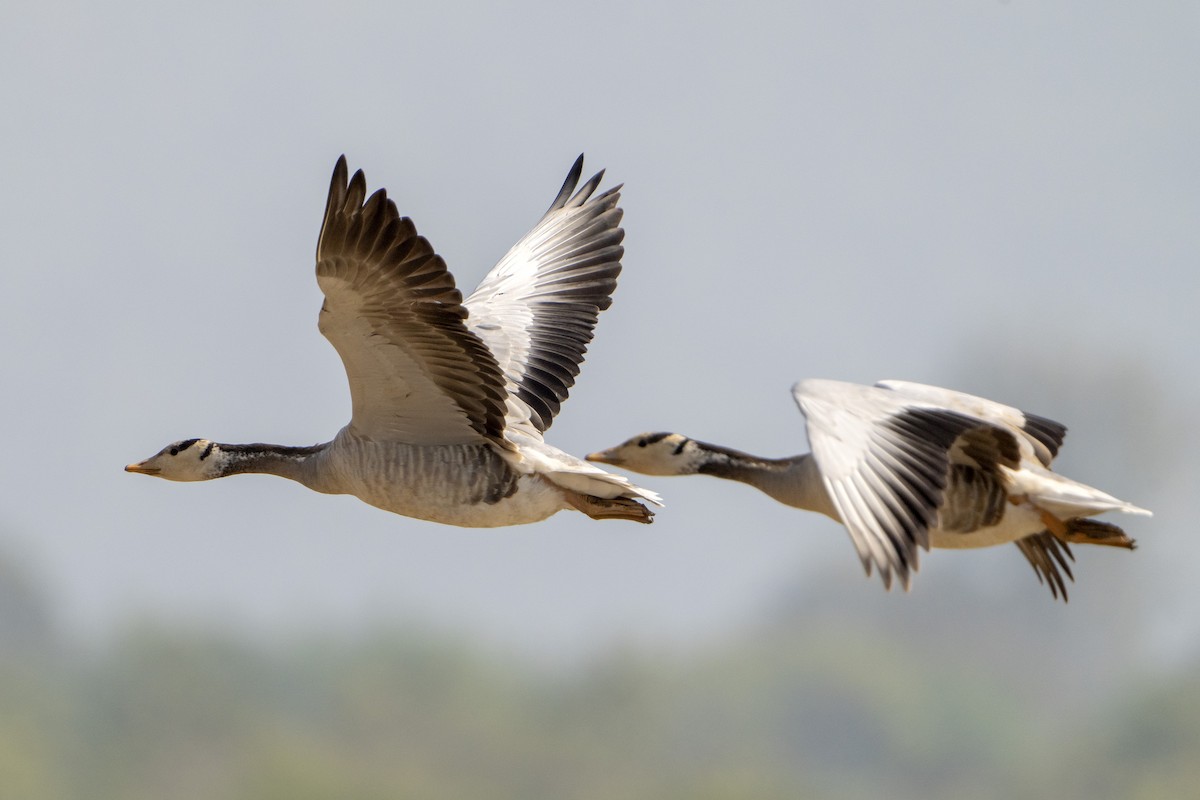 Oie à tête barrée - ML645497415