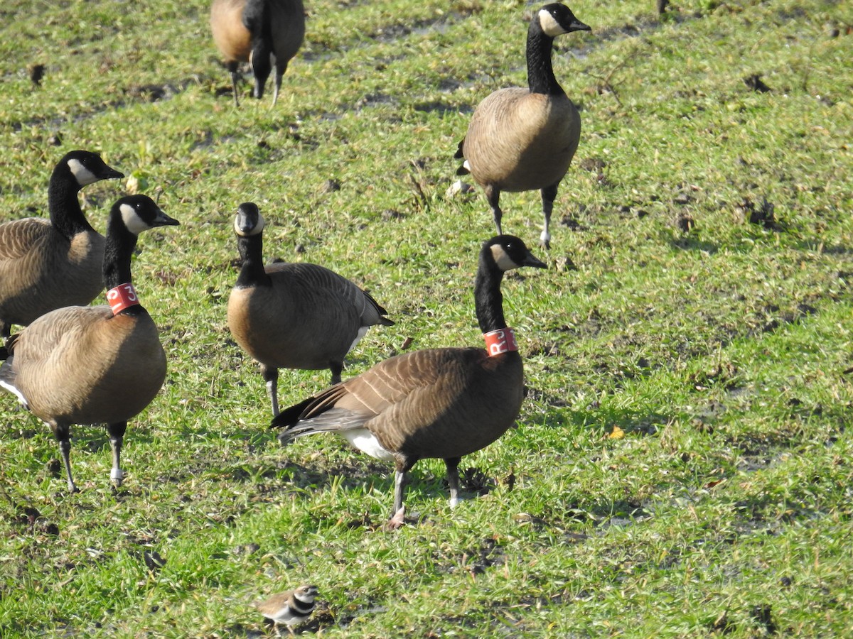 Canada Goose (occidentalis/fulva) - ML645497416