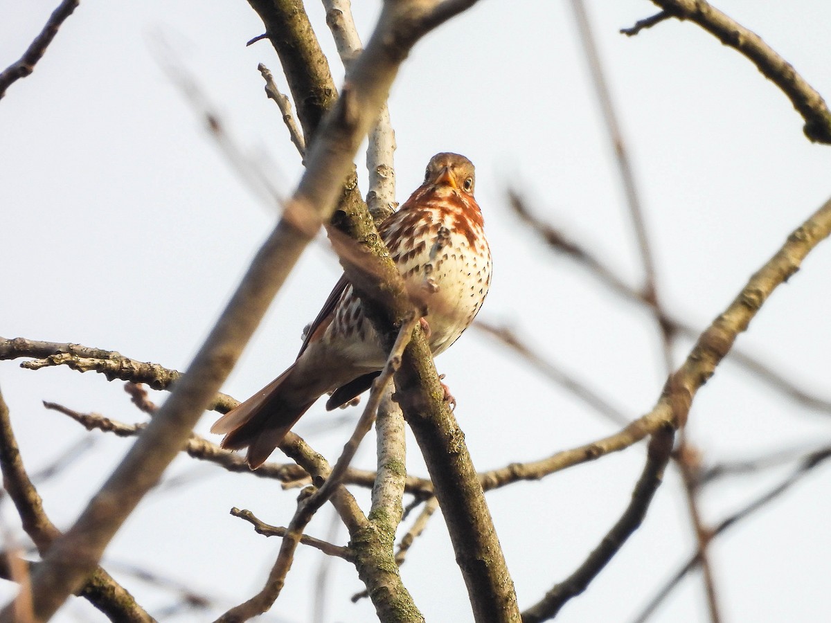 Fox Sparrow - ML645497417