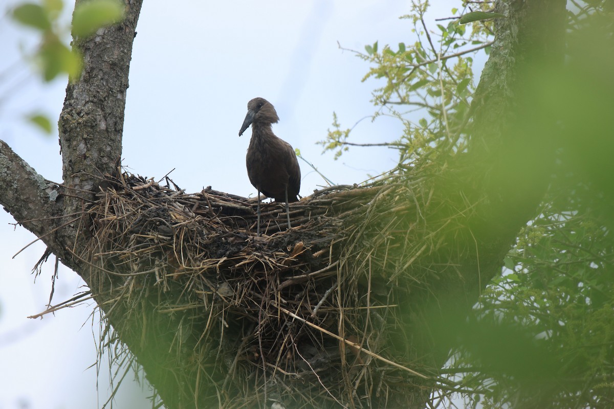 Hamerkop - ML645497419